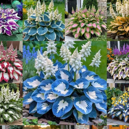 Imported Japanese Hosta Flower Seeds
