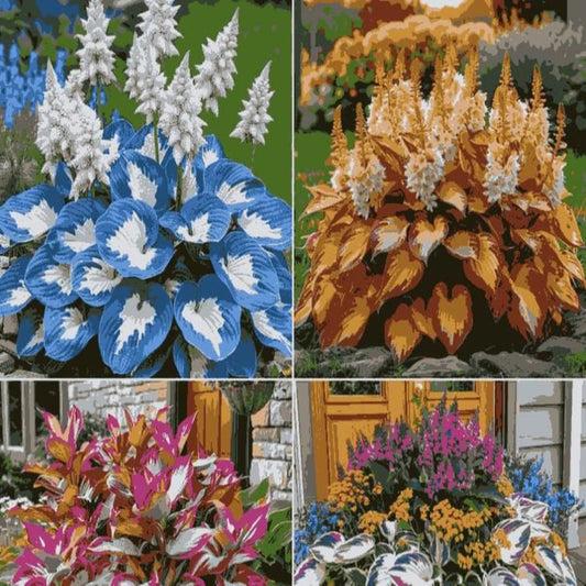 Imported Japanese Hosta Flower Seeds